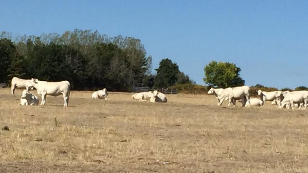 Une année noire pour la pousse de l’herbe