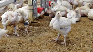 Alerte renforcée à la grippe aviaire dans 46 départements Alerte renforcée à la grippe aviaire dans 46 départements