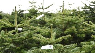 Un Noël 2020 masqué et sans sapin ? Un Noël 2020 masqué et sans sapin ?