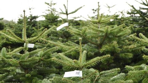 Un Noël 2020 masqué et sans sapin ? Un Noël 2020 masqué et sans sapin ?