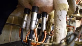 Le prix du lait remonte en Europe, et chute aux États-Unis Le prix du lait remonte en Europe, et chute aux États-Unis