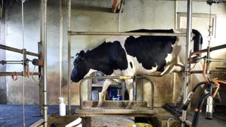 Le marché des produits laitiers tient bon Le marché des produits laitiers tient bon