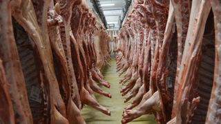 La cotation du porc français est « en péril » La cotation du porc français est « en péril »