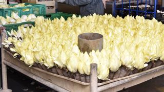 Les prix des endives sortent de terre Les prix des endives sortent de terre