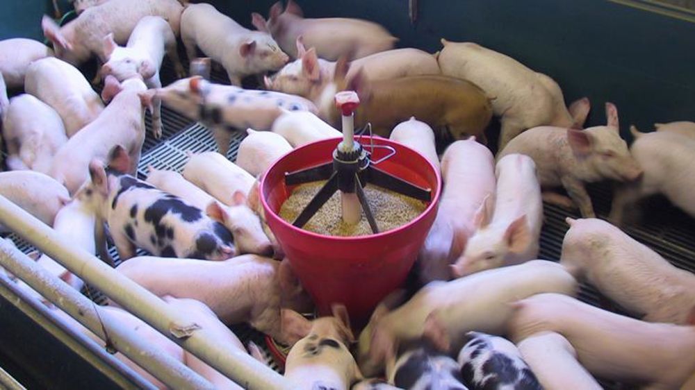Des porcs nourris à l’huile d’insecte