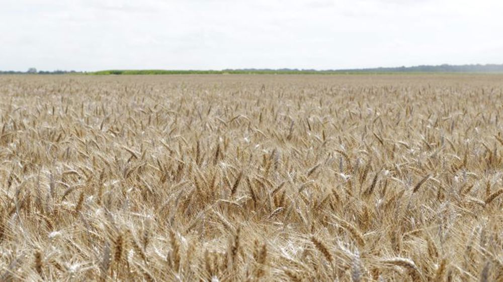 Une prime de 85 euros pour les blés CRC sans résidu de pesticides