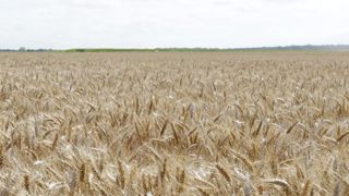 Une prime de 85 euros pour les blés CRC sans résidu de pesticides Une prime de 85 euros pour les blés CRC sans résidu de pesticides