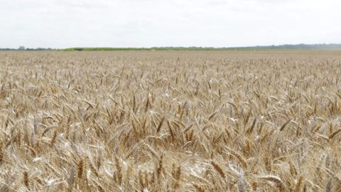 Une prime de 85 euros pour les blés CRC sans résidu de pesticides Une prime de 85 euros pour les blés CRC sans résidu de pesticides
