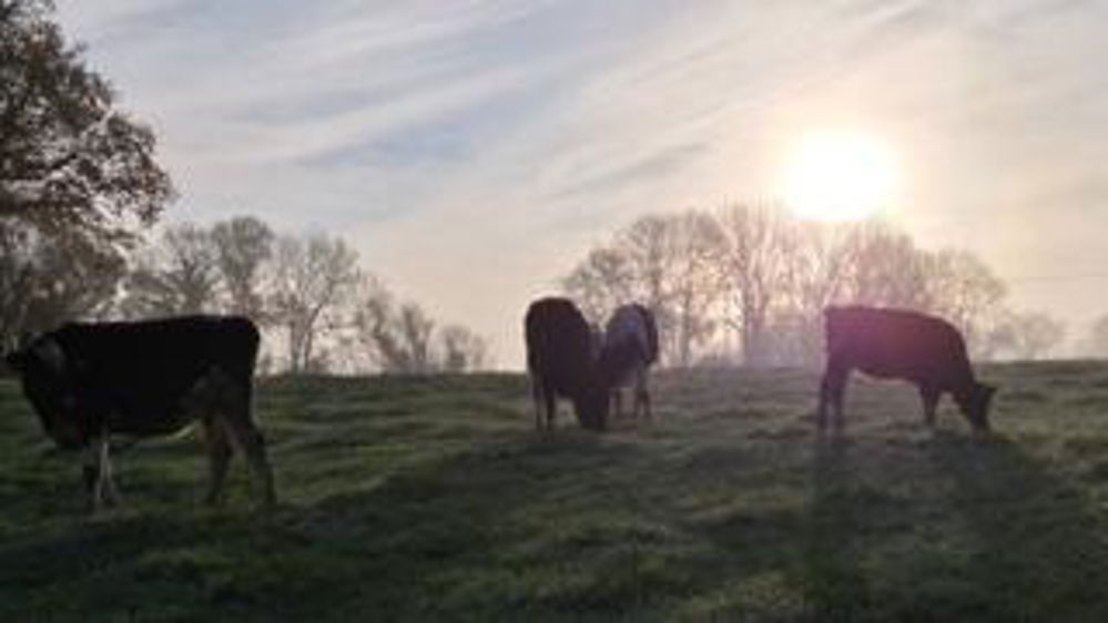 Un animal peut en cacher un autre