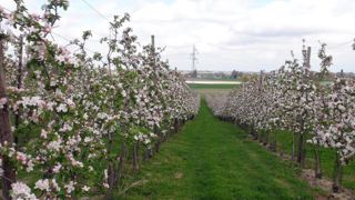 Le plan pollinisateurs « va mettre le feu aux campagnes » Le plan pollinisateurs « va mettre le feu aux campagnes »
