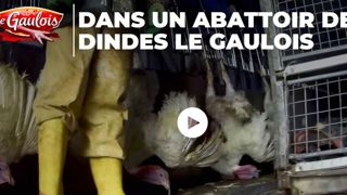 Une semaine avant Noël, L214 s’attaque à un abattoir de dindes Une semaine avant Noël, L214 s’attaque à un abattoir de dindes