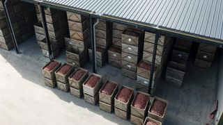 Le dispositif d’aides pour les pommes de terre industrielles est opérationnel Le dispositif d’aides pour les pommes de terre industrielles est opérationnel