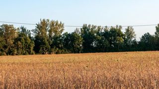 2020, une mauvaise année pour le soja français 2020, une mauvaise année pour le soja français