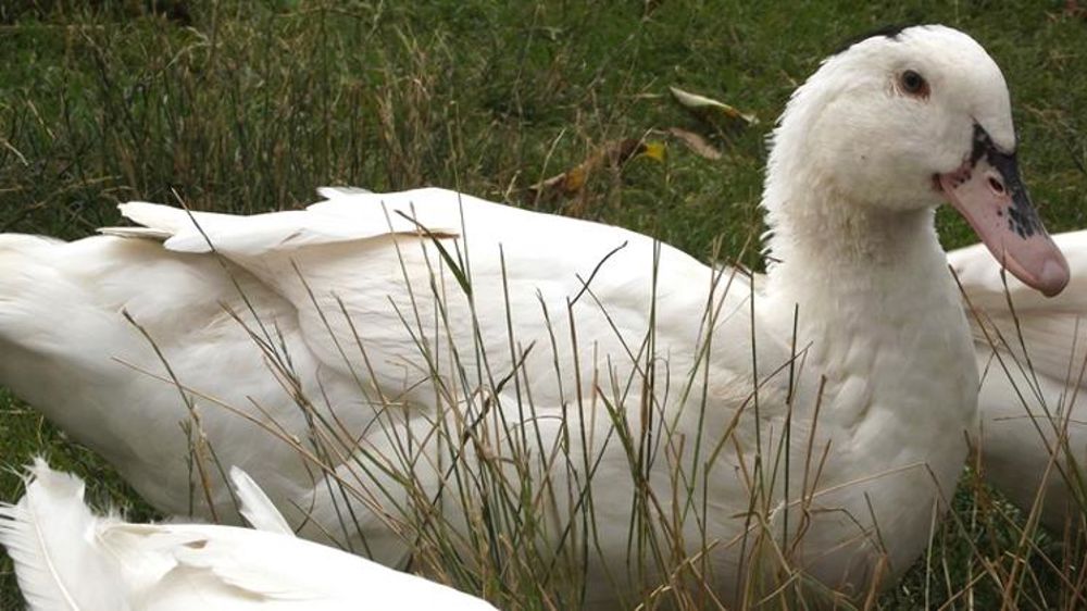 La France compte 273 foyers de grippe aviaire