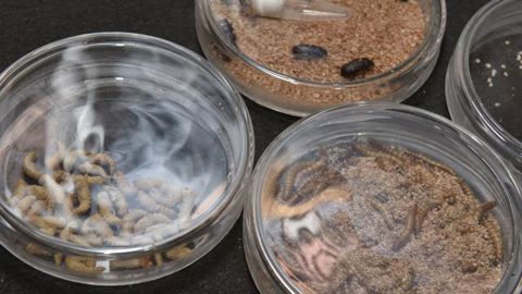 Les farines d’insectes, une voie pour reconquérir l’indépendance protéique