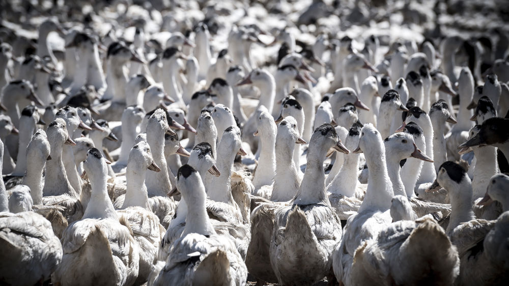 Traiter les foyers de grippe aviaire « de toute urgence »