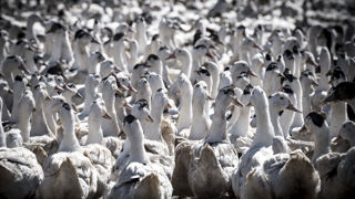 Traiter les foyers de grippe aviaire « de toute urgence » Traiter les foyers de grippe aviaire « de toute urgence »