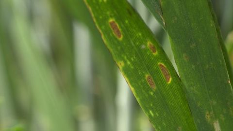 La lutte contre la septoriose du blé fait un pas en avant La lutte contre la septoriose du blé fait un pas en avant