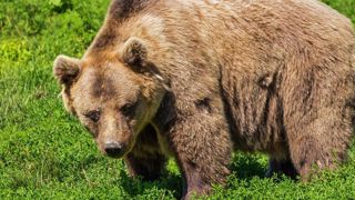 Annulation des arrêtés interdisant la « divagation » des ours Annulation des arrêtés interdisant la « divagation » des ours