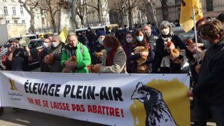 La Confédération paysanne manifeste contre les abattages de volailles La Confédération paysanne manifeste contre les abattages de volailles