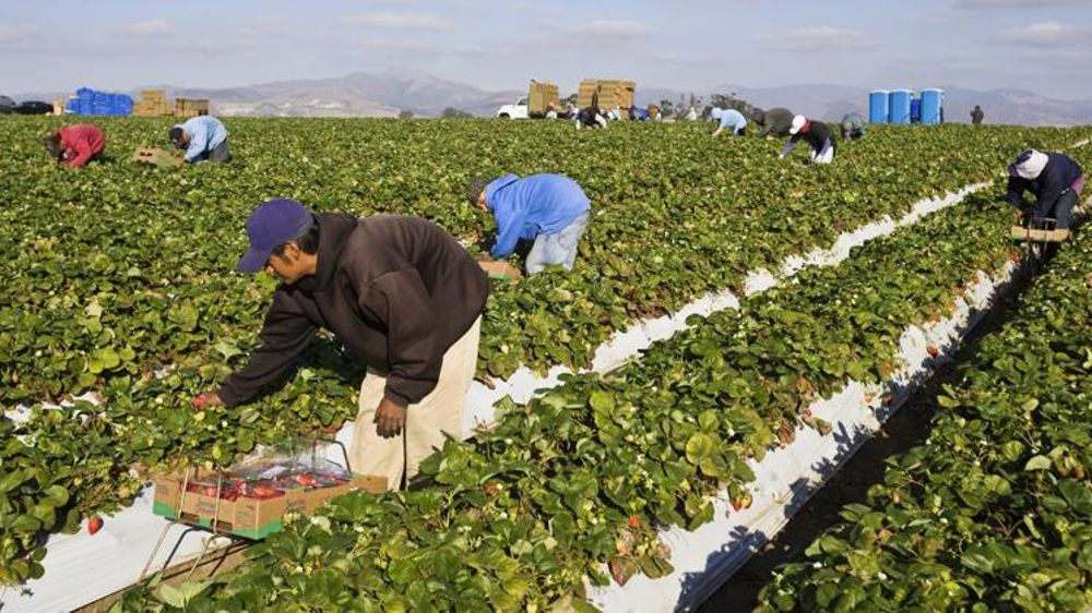 Une filière illégale de travailleurs agricoles démantelée