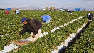 Une filière illégale de travailleurs agricoles démantelée Une filière illégale de travailleurs agricoles démantelée
