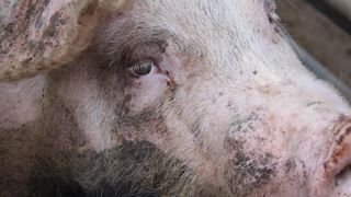 La Chine peine à se débarrasser de la peste porcine africaine La Chine peine à se débarrasser de la peste porcine africaine
