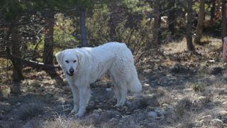 Le recensement des chiens de protection est lancé Le recensement des chiens de protection est lancé