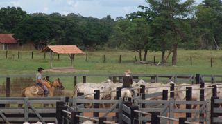 ONG et éleveurs craignent un revirement sur l’accord avec le Mercosur ONG et éleveurs craignent un revirement sur l’accord avec le Mercosur