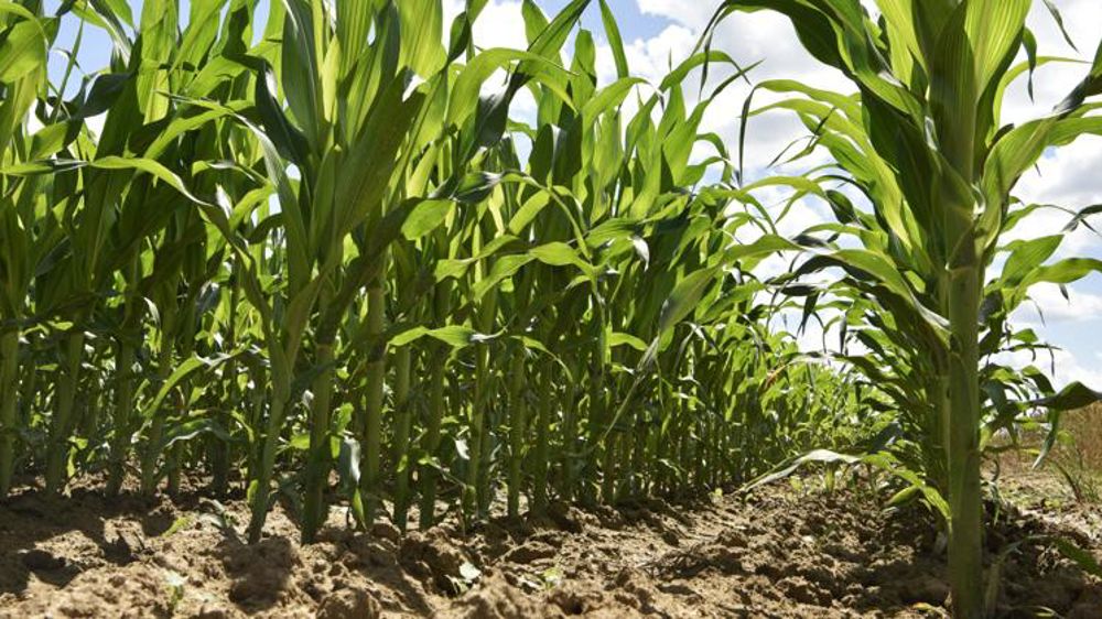 Les maïsiculteurs saluent « des avancées » du référentiel HVE