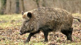 La Chine pourrait reconnaître le zonage de la peste porcine africaine La Chine pourrait reconnaître le zonage de la peste porcine africaine