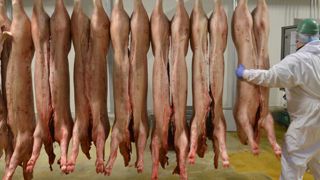 En viande porcine, le débouché chinois est « appelé à se réduire » En viande porcine, le débouché chinois est « appelé à se réduire »
