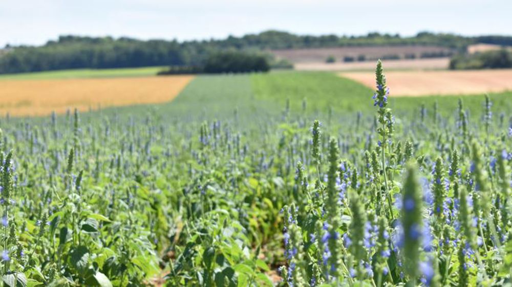 Le cap des cinq cents tonnes de chia français est franchi
