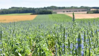 Le cap des cinq cents tonnes de chia français est franchi Le cap des cinq cents tonnes de chia français est franchi