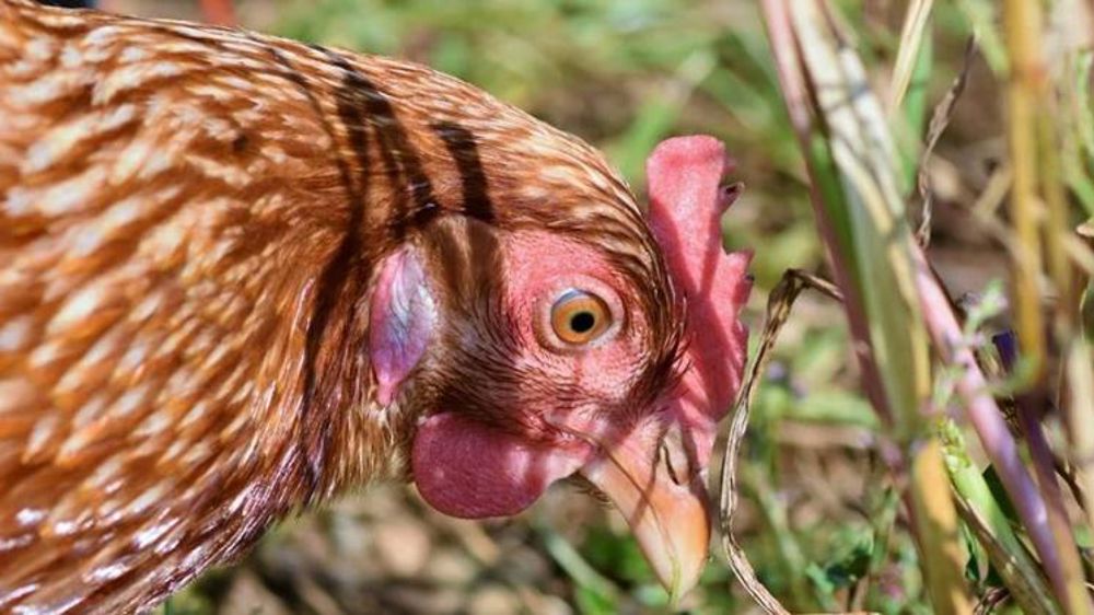 L’aviculture rurale veut sa place dans le pacte vert européen