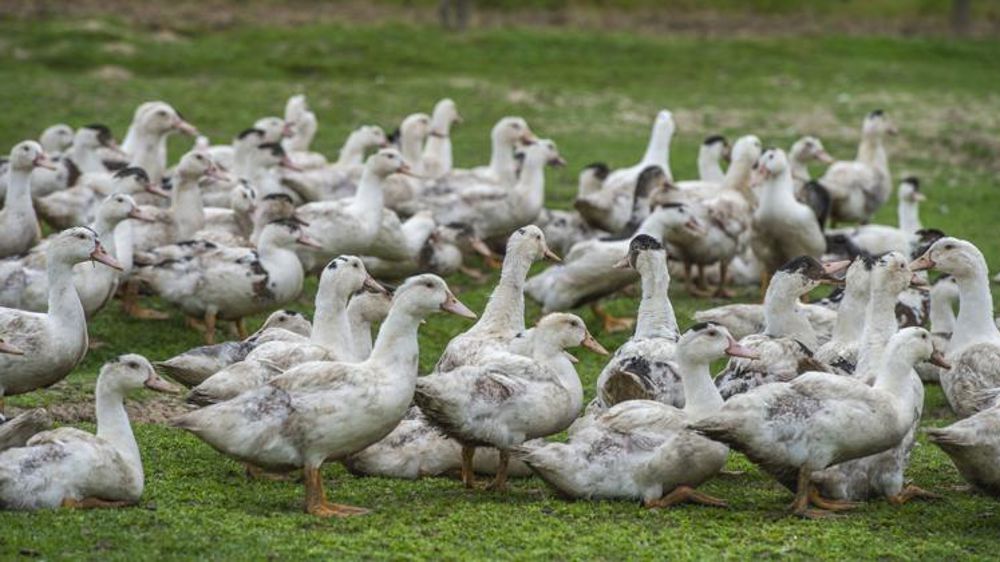 L’apparition de foyers de grippe aviaire ralentit
