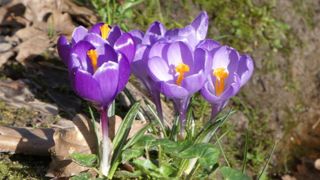 Comme un air de printemps Comme un air de printemps
