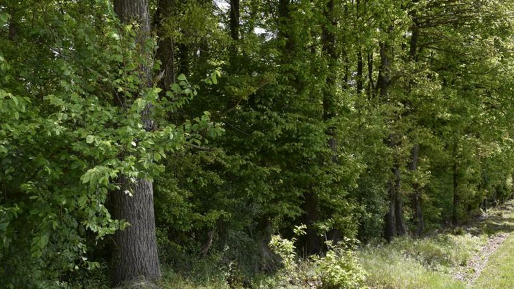 La récolte de bois recule