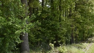 La récolte de bois recule La récolte de bois recule