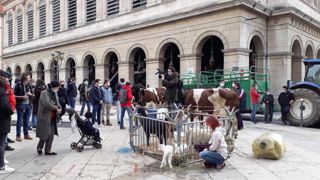 Des éleveurs manifestent contre les menus sans viande Des éleveurs manifestent contre les menus sans viande