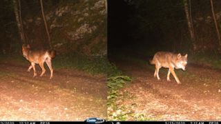 Les loups se dispersent dans le Grand Est Les loups se dispersent dans le Grand Est