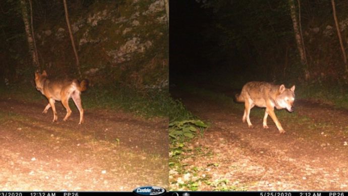 Prédation Les Loups Se Dispersent Dans Le Grand Est 9929