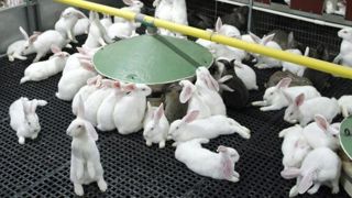 Toujours moins de lapins à l’abattoir Toujours moins de lapins à l’abattoir