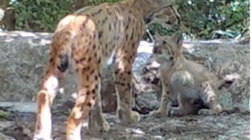 Naissance d’un bébé lynx en Côte-d’Or