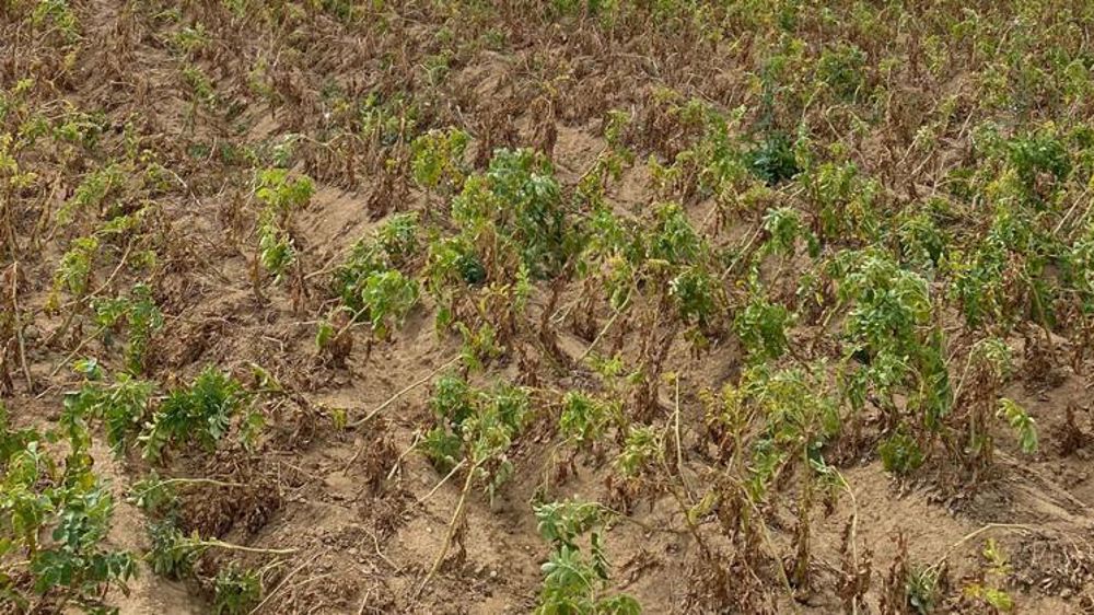 La récolte de pommes de terre « sera catastrophique »