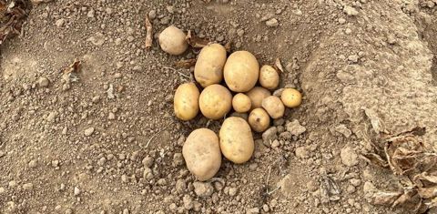 Le développement des tubercules ayant été stoppé par la sécheresse combinée à de fortes chaleurs, les pommes de terre présentent de petits calibres. © Geoffroy d’Evry, UNPT