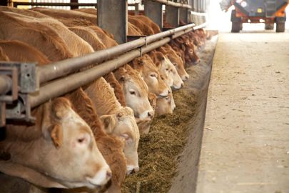 Sur la semaine du 1er au 7 juin, le surstock de jeunes bovins en fermes s’établit à 16 400 têtes par rapport à ce qui aurait dû être abattu, selon l’Institut de l’élevage. © Sébastien Champion