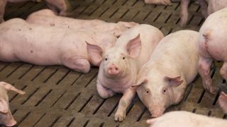 La fin de la castration porcine à vif sème le trouble La fin de la castration porcine à vif sème le trouble