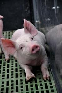 copains comme cochons