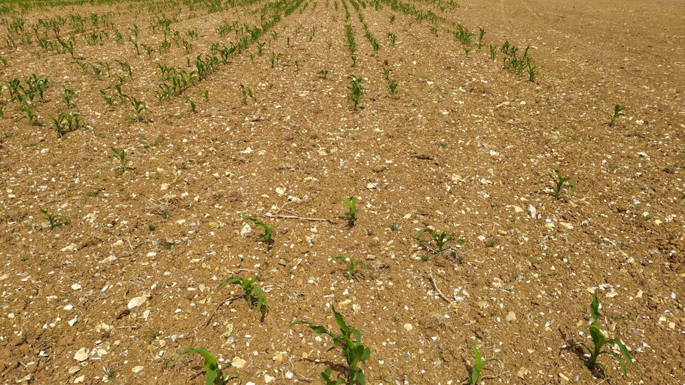 Faire face aux dégâts de corbeaux